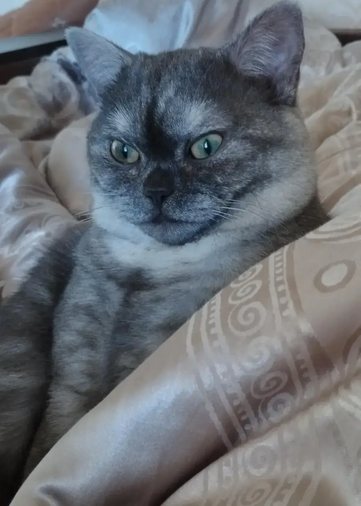 DreamCat™ Customer Photo Stories