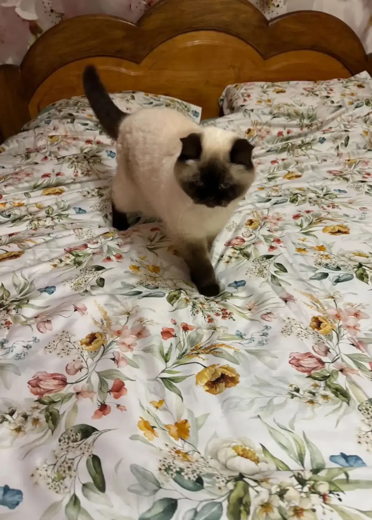 dreamcat-customer-review-sateen-bedding-3JPG